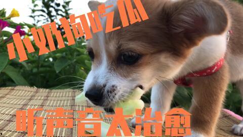 娱乐吃瓜酱送小狗视频大全,萌宠小狗视频大全，萌化你的心！