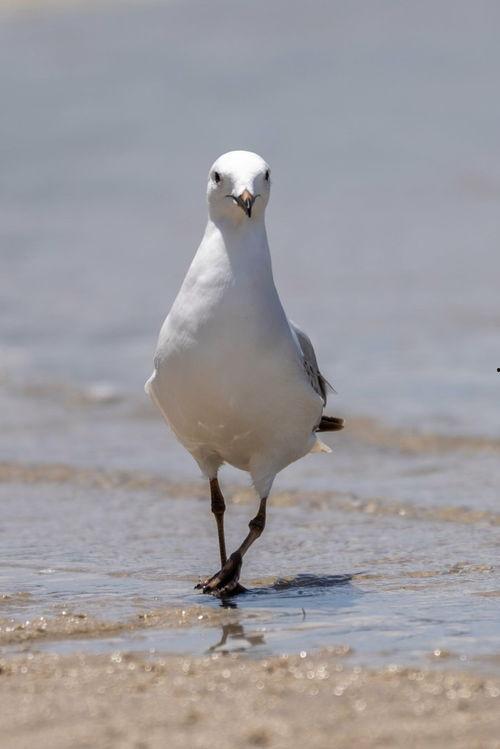 海鸥个人资料,翱翔蓝天，探寻自由的灵魂之旅